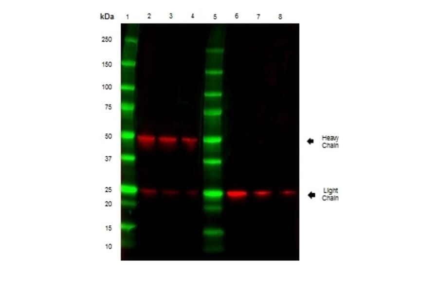 SDS-PAGE - Goat Anti-Mouse IgG H&L Antibody (HRP) (A282606) - Antibodies.com