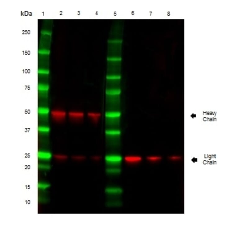 SDS-PAGE - Goat Anti-Mouse IgG H&L Antibody (HRP) (A282606) - Antibodies.com
