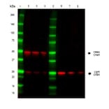 SDS-PAGE - Goat Anti-Mouse IgG H&L Antibody (HRP) (A282606) - Antibodies.com