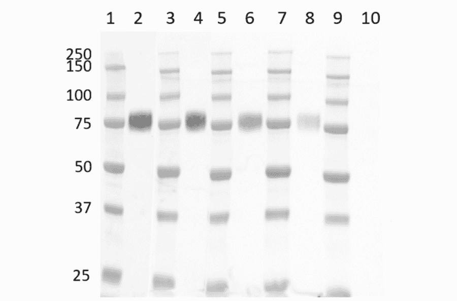 Western Blot - Goat Anti-Mouse IgG H&L Antibody (HRP) (A282606) - Antibodies.com
