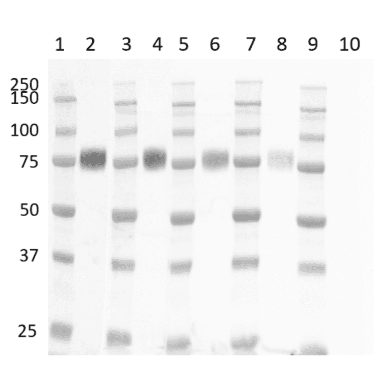 Western Blot - Goat Anti-Mouse IgG H&L Antibody (HRP) (A282606) - Antibodies.com