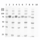 Western Blot - Goat Anti-Mouse IgG H&L Antibody (HRP) (A282606) - Antibodies.com