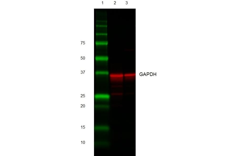 Western Blot - Goat Anti-Rabbit IgG H&L Antibody (HRP) (A282607) - Antibodies.com