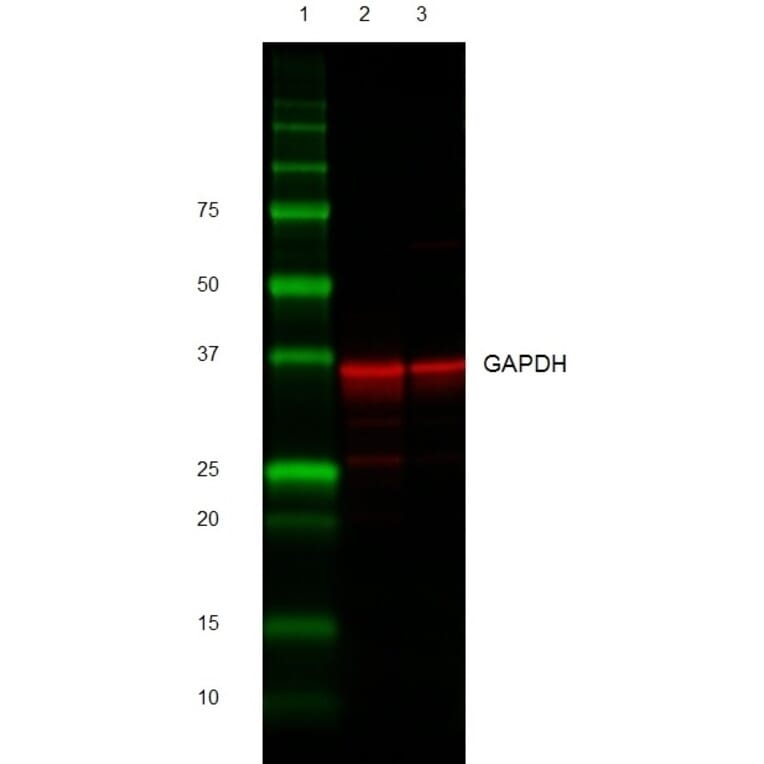 Western Blot - Goat Anti-Rabbit IgG H&L Antibody (HRP) (A282607) - Antibodies.com