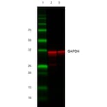 Western Blot - Goat Anti-Rabbit IgG H&L Antibody (HRP) (A282607) - Antibodies.com