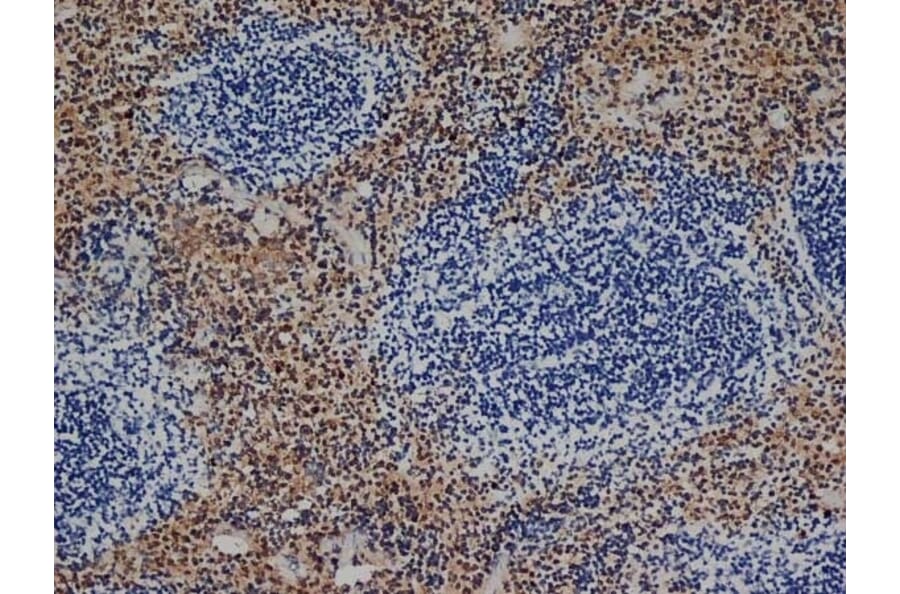 Immunohistochemistry - Goat Anti-Rat IgG Antibody (HRP), Cross-Adsorbed (A282612) - Antibodies.com