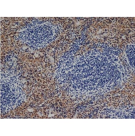 Immunohistochemistry - Goat Anti-Rat IgG Antibody (HRP), Cross-Adsorbed (A282612) - Antibodies.com
