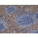 Immunohistochemistry - Goat Anti-Rat IgG Antibody (HRP), Cross-Adsorbed (A282612) - Antibodies.com