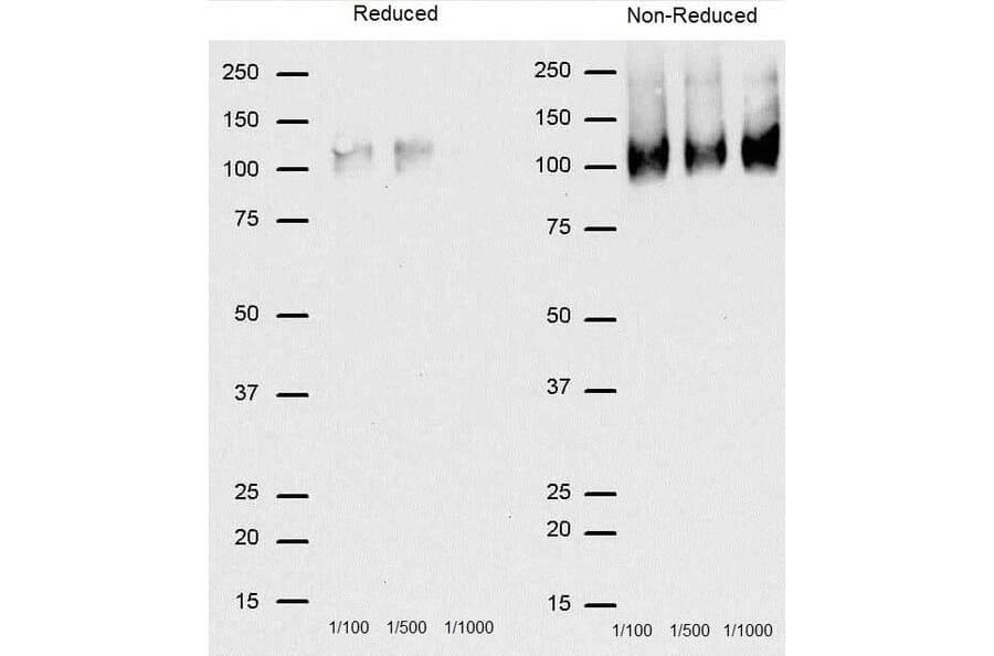 Western Blot - Goat Anti-Rat IgG Antibody (HRP), Cross-Adsorbed (A282612) - Antibodies.com