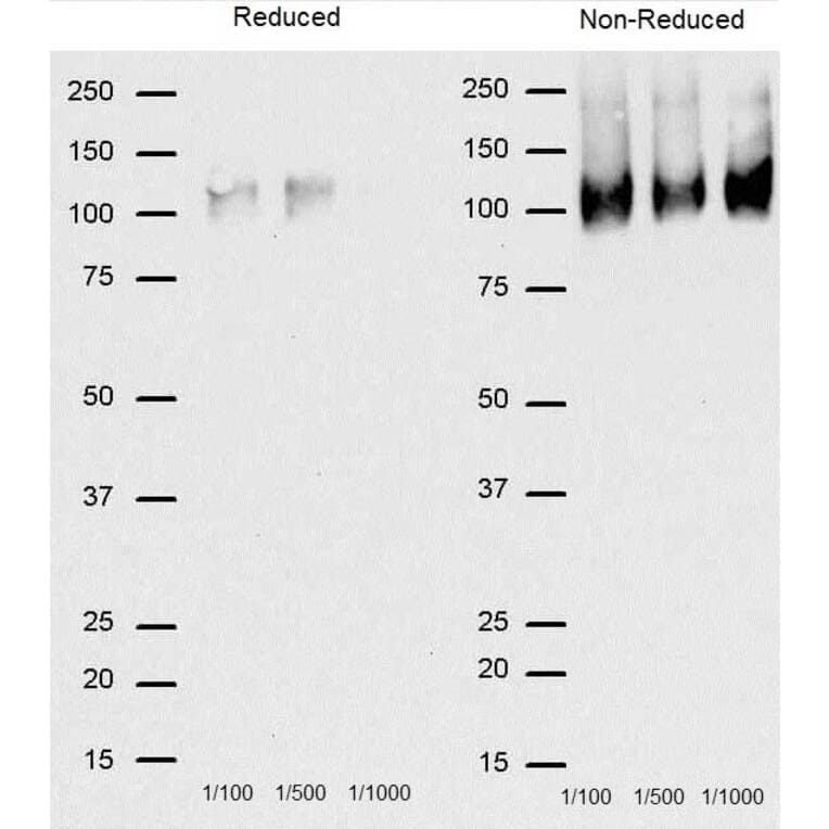 Western Blot - Goat Anti-Rat IgG Antibody (HRP), Cross-Adsorbed (A282612) - Antibodies.com