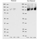 Western Blot - Goat Anti-Rat IgG Antibody (HRP), Cross-Adsorbed (A282612) - Antibodies.com