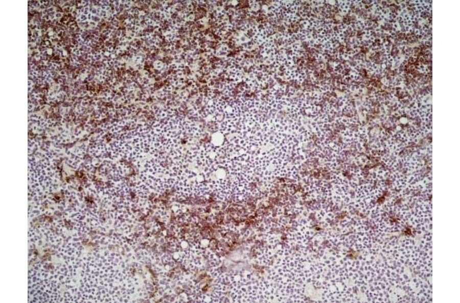 Immunohistochemistry - Goat Anti-Rat IgG Antibody (HRP), Cross-Adsorbed (A282612) - Antibodies.com