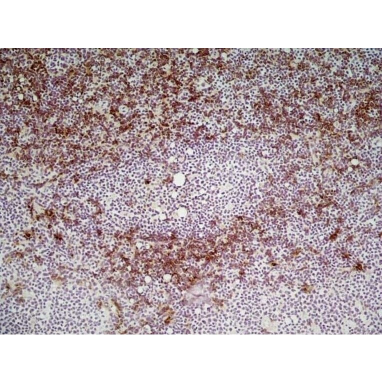 Immunohistochemistry - Goat Anti-Rat IgG Antibody (HRP), Cross-Adsorbed (A282612) - Antibodies.com