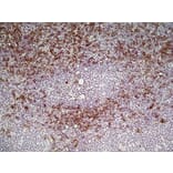 Immunohistochemistry - Goat Anti-Rat IgG Antibody (HRP), Cross-Adsorbed (A282612) - Antibodies.com