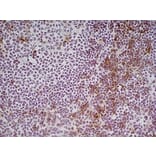 Immunohistochemistry - Goat Anti-Rat IgG Antibody (HRP), Cross-Adsorbed (A282612) - Antibodies.com