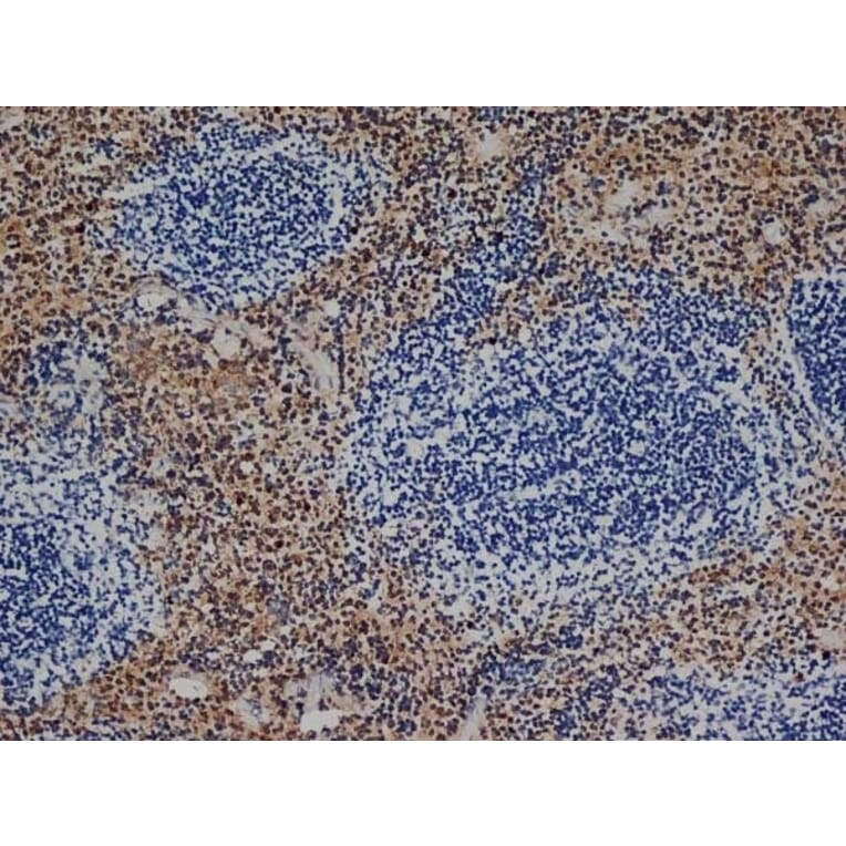 Immunohistochemistry - Goat Anti-Rat IgG Antibody (HRP), Cross-Adsorbed (A282612) - Antibodies.com