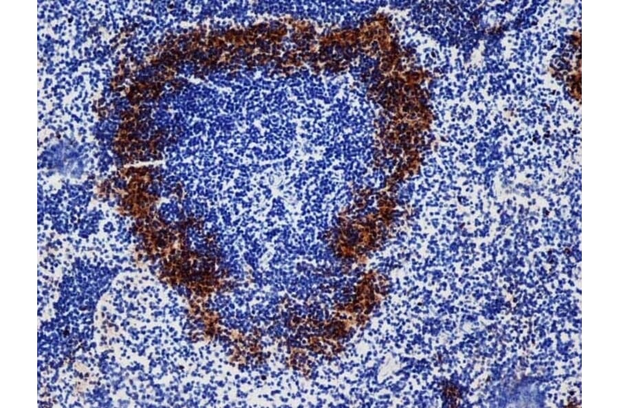 Immunohistochemistry - Goat Anti-Rat IgG Antibody (HRP), Cross-Adsorbed (A282612) - Antibodies.com