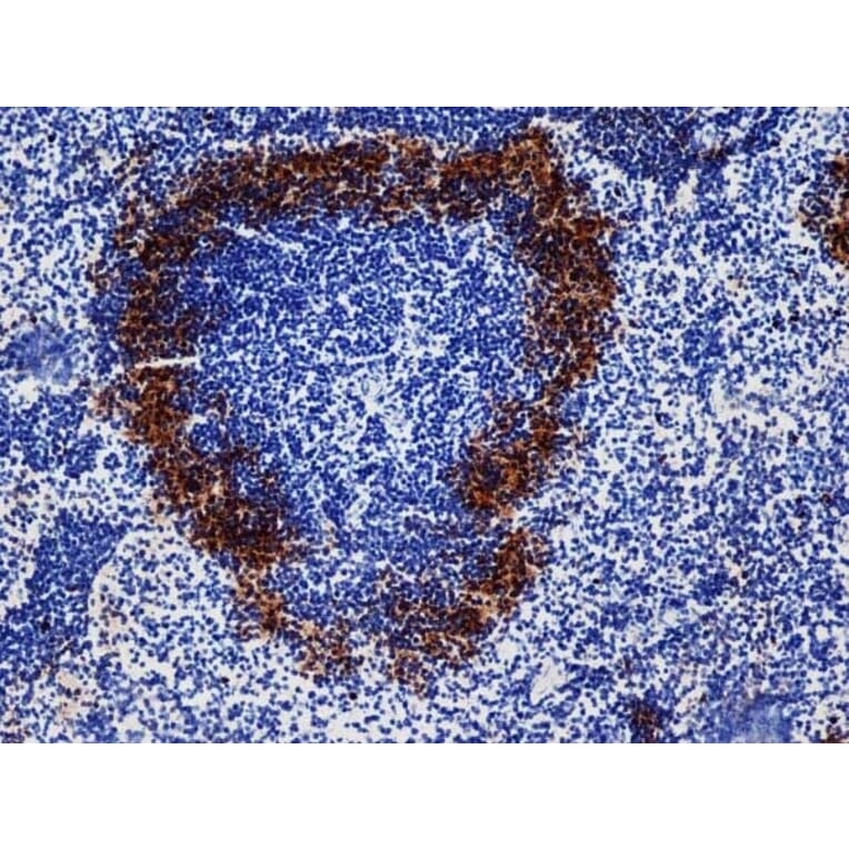 Immunohistochemistry - Goat Anti-Rat IgG Antibody (HRP), Cross-Adsorbed (A282612) - Antibodies.com
