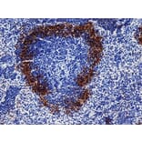 Immunohistochemistry - Goat Anti-Rat IgG Antibody (HRP), Cross-Adsorbed (A282612) - Antibodies.com