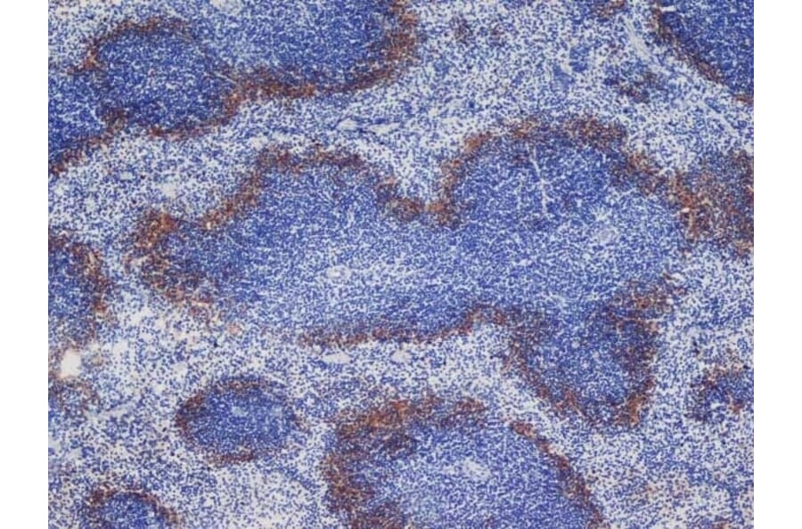 Immunohistochemistry - Goat Anti-Rat IgG Antibody (HRP), Cross-Adsorbed (A282612) - Antibodies.com