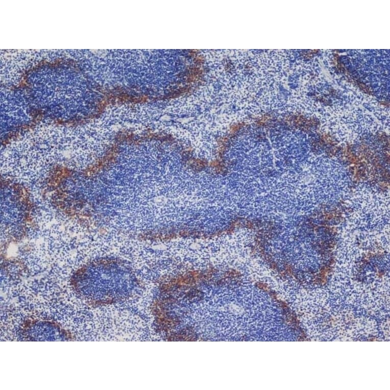 Immunohistochemistry - Goat Anti-Rat IgG Antibody (HRP), Cross-Adsorbed (A282612) - Antibodies.com
