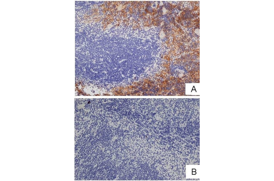 Immunohistochemistry - Goat Anti-Rat IgG Antibody (HRP), Cross-Adsorbed (A282612) - Antibodies.com