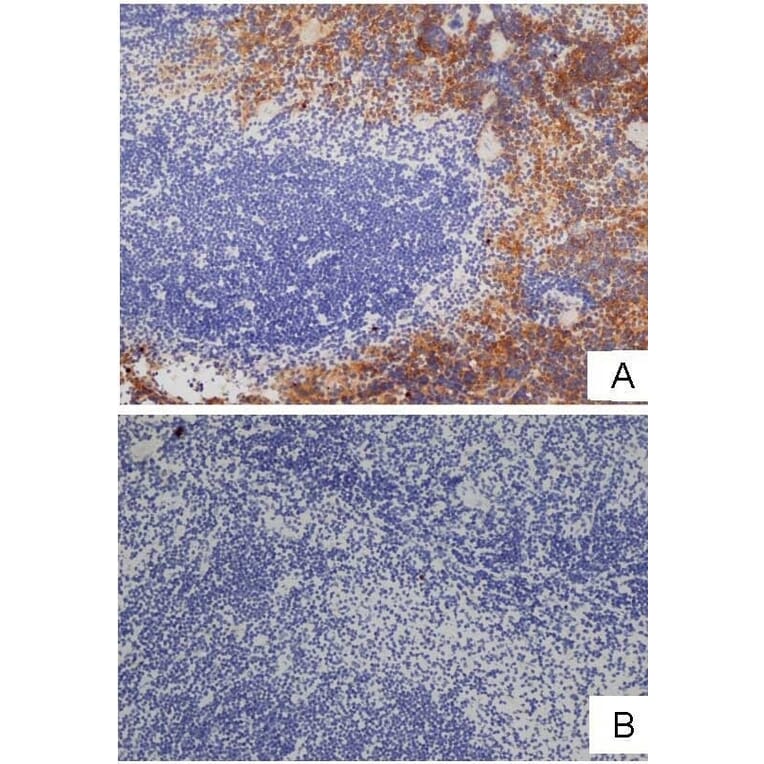 Immunohistochemistry - Goat Anti-Rat IgG Antibody (HRP), Cross-Adsorbed (A282612) - Antibodies.com