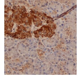 Flow Cytometry - Anti-Chromogranin A Antibody (A282744) - Antibodies.com