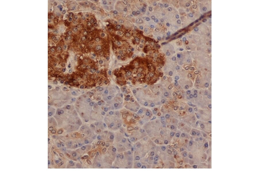 Flow Cytometry - Anti-Chromogranin A Antibody (A282744) - Antibodies.com