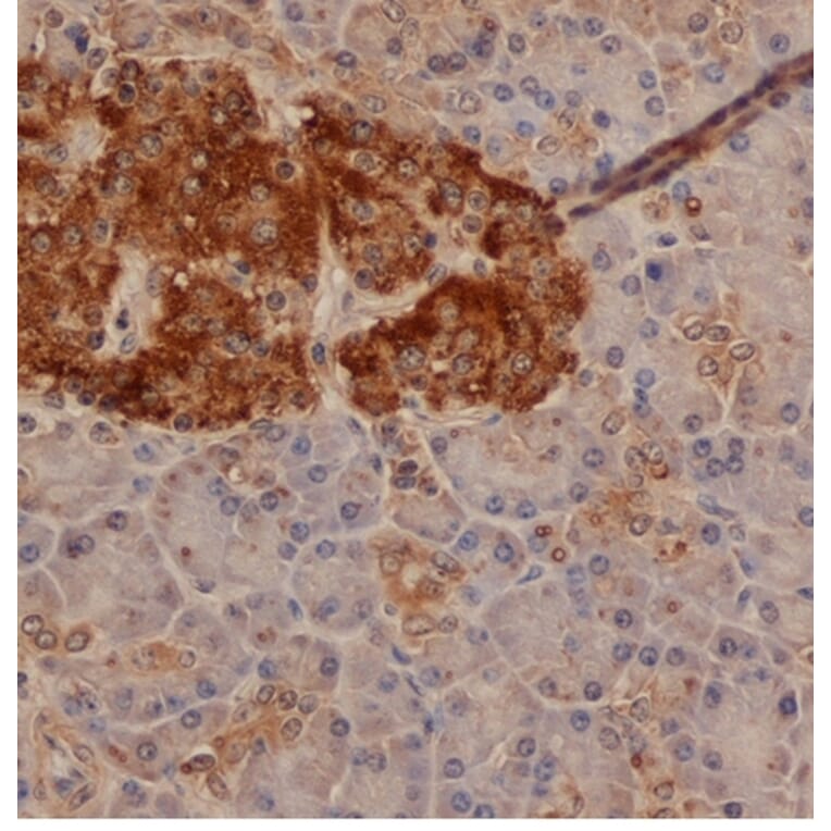 Flow Cytometry - Anti-Chromogranin A Antibody (A282744) - Antibodies.com