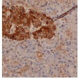 Flow Cytometry - Anti-Chromogranin A Antibody (A282744) - Antibodies.com