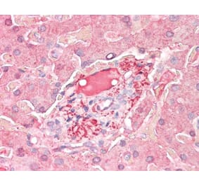 Flow Cytometry - Anti-C3d Antibody (A282766) - Antibodies.com