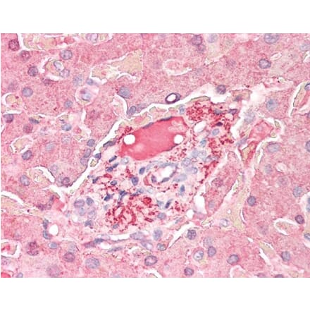 Flow Cytometry - Anti-C3d Antibody (A282766) - Antibodies.com