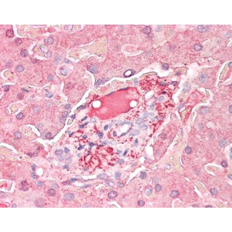 Flow Cytometry - Anti-C3d Antibody (A282766) - Antibodies.com