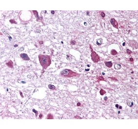 Flow Cytometry - Anti-Orexin Antibody (A282860) - Antibodies.com
