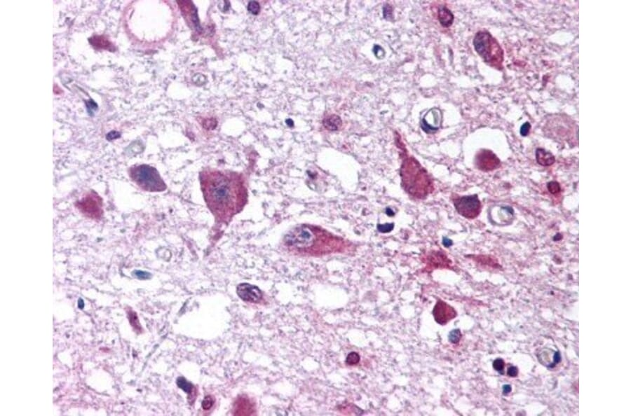 Flow Cytometry - Anti-Orexin Antibody (A282860) - Antibodies.com