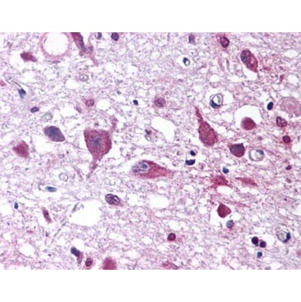 Flow Cytometry - Anti-Orexin Antibody (A282860) - Antibodies.com