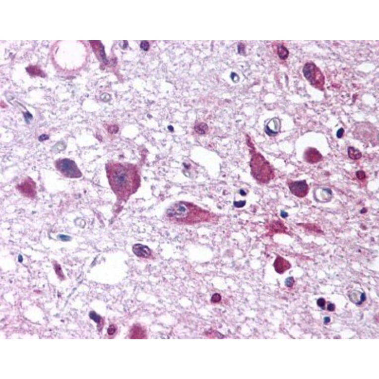 Flow Cytometry - Anti-Orexin Antibody (A282860) - Antibodies.com