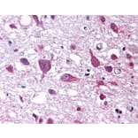 Flow Cytometry - Anti-Orexin Antibody (A282860) - Antibodies.com