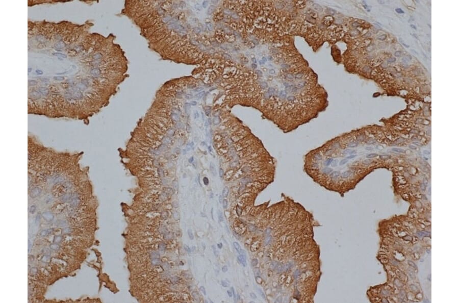 Immunohistochemistry - Anti-Prostate Specific Antigen Antibody (A282871) - Antibodies.com