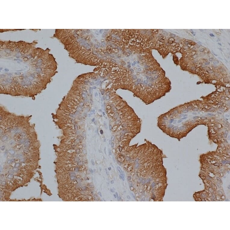 Immunohistochemistry - Anti-Prostate Specific Antigen Antibody (A282871) - Antibodies.com