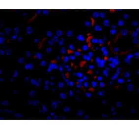 Flow Cytometry - Anti-VEGFA Antibody - BSA and Azide free (A282954) - Antibodies.com