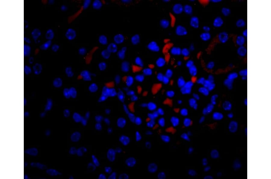 Flow Cytometry - Anti-VEGFA Antibody - BSA and Azide free (A282954) - Antibodies.com
