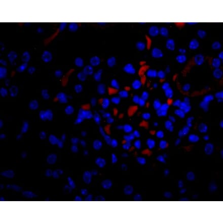 Flow Cytometry - Anti-VEGFA Antibody - BSA and Azide free (A282954) - Antibodies.com