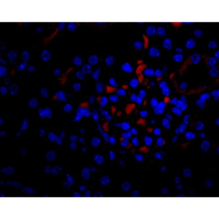 Flow Cytometry - Anti-VEGFA Antibody - BSA and Azide free (A282954) - Antibodies.com