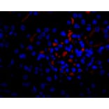 Flow Cytometry - Anti-VEGFA Antibody - BSA and Azide free (A282954) - Antibodies.com