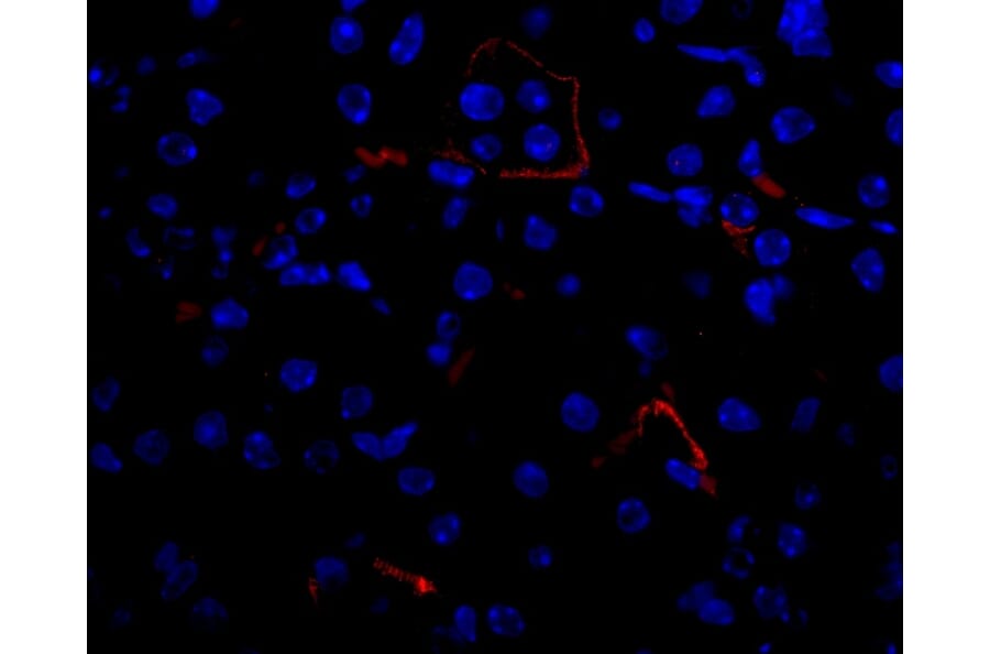Flow Cytometry - Anti-VEGFA Antibody - BSA and Azide free (A282954) - Antibodies.com