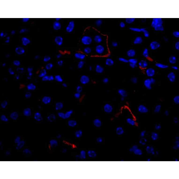 Flow Cytometry - Anti-VEGFA Antibody - BSA and Azide free (A282954) - Antibodies.com