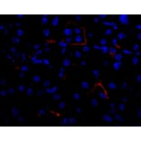 Flow Cytometry - Anti-VEGFA Antibody - BSA and Azide free (A282954) - Antibodies.com