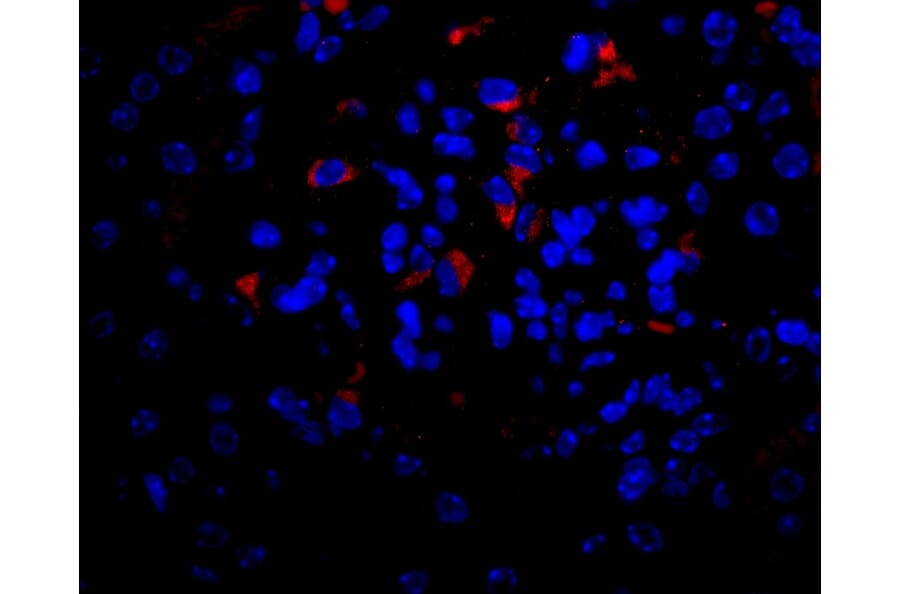 Flow Cytometry - Anti-VEGFA Antibody - BSA and Azide free (A282954) - Antibodies.com